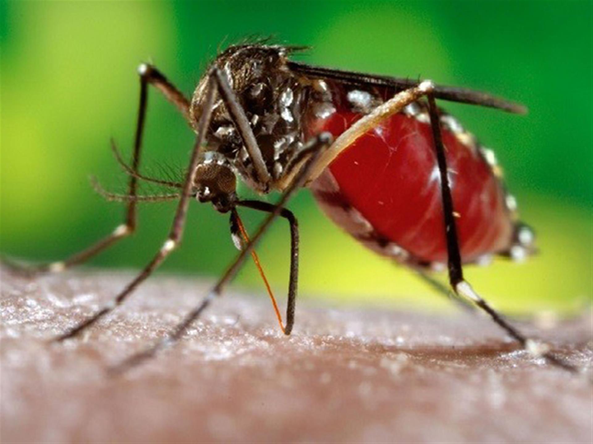  Ιός του Δυτικού Νείλου - Οδηγίες ΚΕΕΛΠΝΟ για προστασία από τα κουνούπια